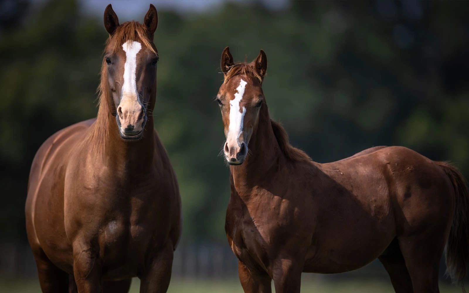 Super Therm: The Ultimate Solution for Texas Horse Breeders